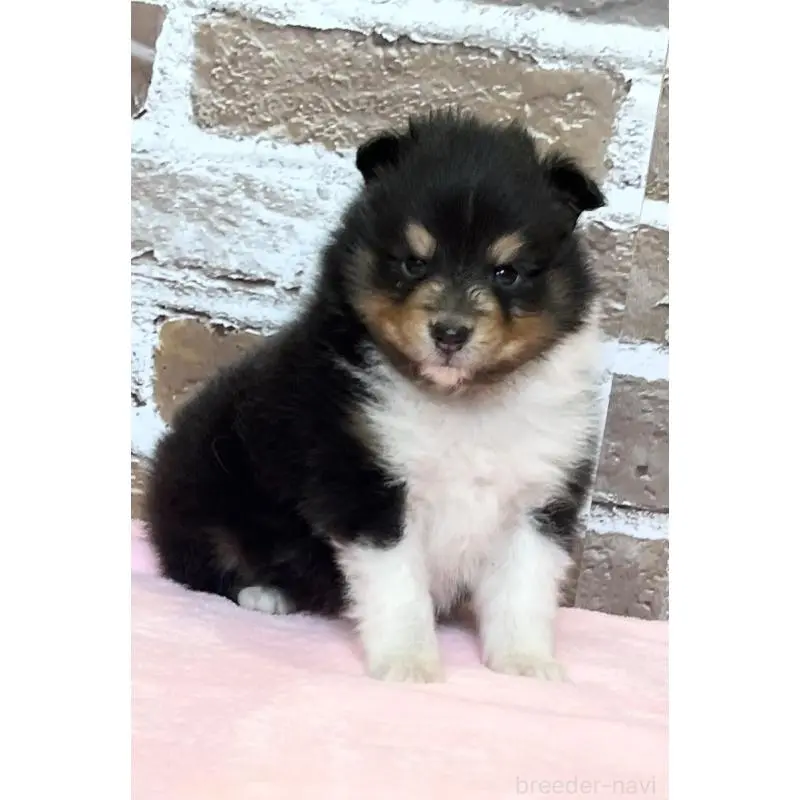 販売中の鹿児島県のシェットランドシープドッグ(シェルティ)-452781の3枚目