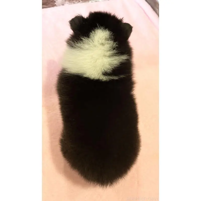 販売中の鹿児島県のシェットランドシープドッグ(シェルティ)-452781の2枚目