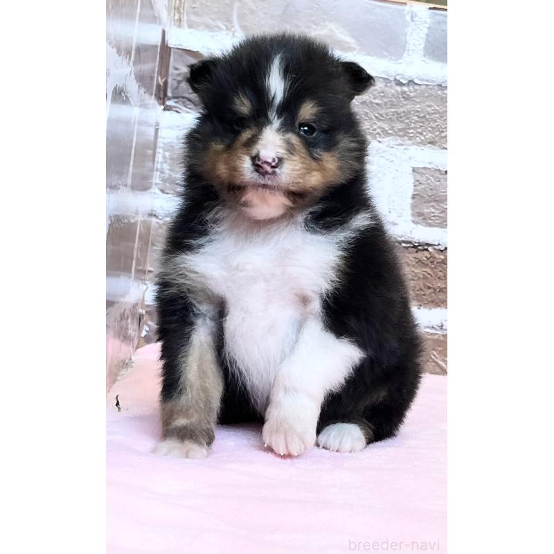 販売中の鹿児島県のシェットランドシープドッグ(シェルティ)-452782の10枚目