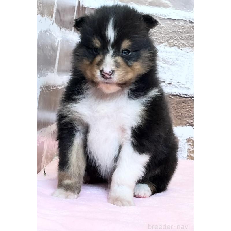 販売中の鹿児島県のシェットランドシープドッグ(シェルティ)-452782の9枚目