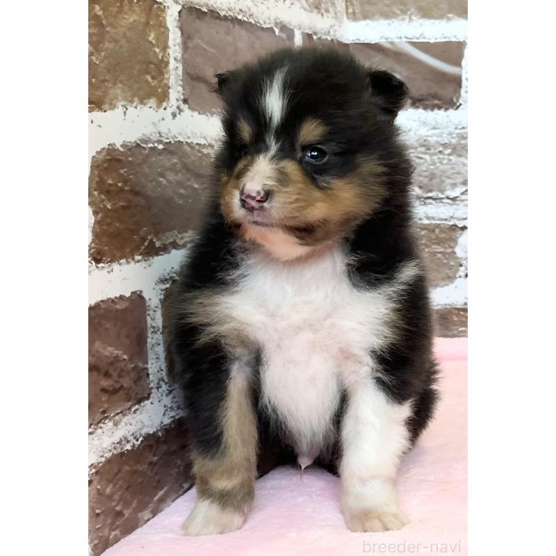 販売中の鹿児島県のシェットランドシープドッグ(シェルティ)-452782の8枚目