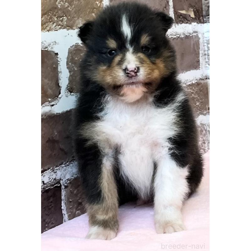 販売中の鹿児島県のシェットランドシープドッグ(シェルティ)-452782の7枚目