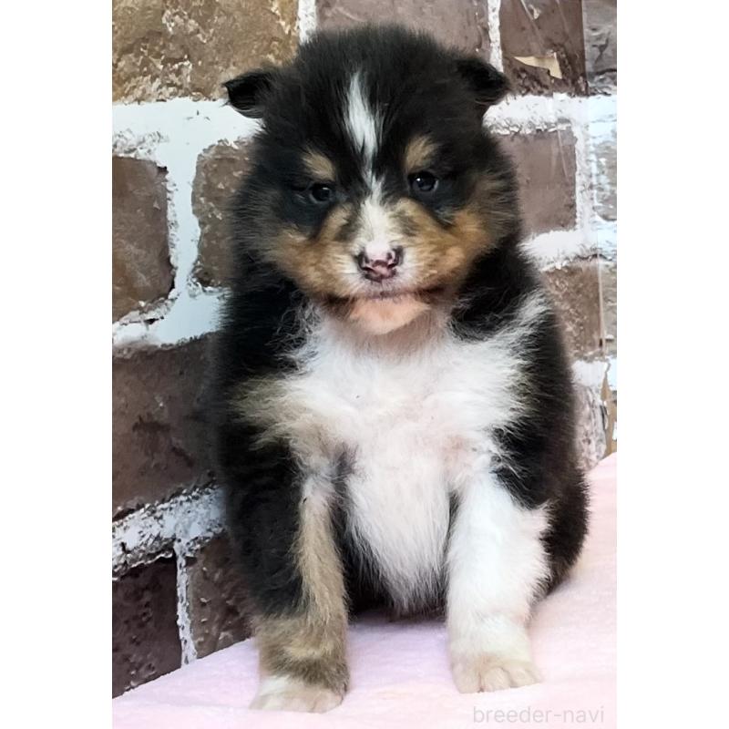 販売中の鹿児島県のシェットランドシープドッグ(シェルティ)-452782の6枚目