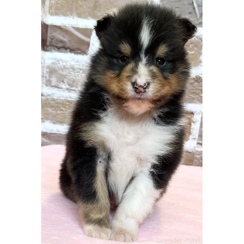 販売中の鹿児島県のシェットランドシープドッグ(シェルティ)-452782の5枚目