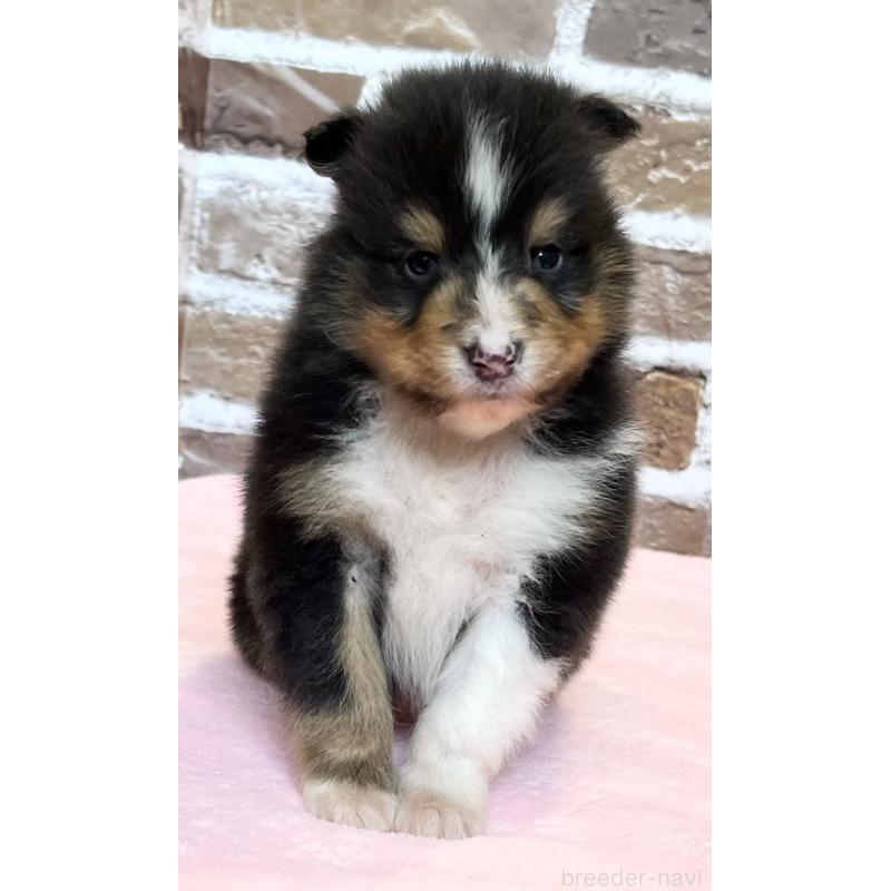 販売中の鹿児島県のシェットランドシープドッグ(シェルティ)-452782の4枚目