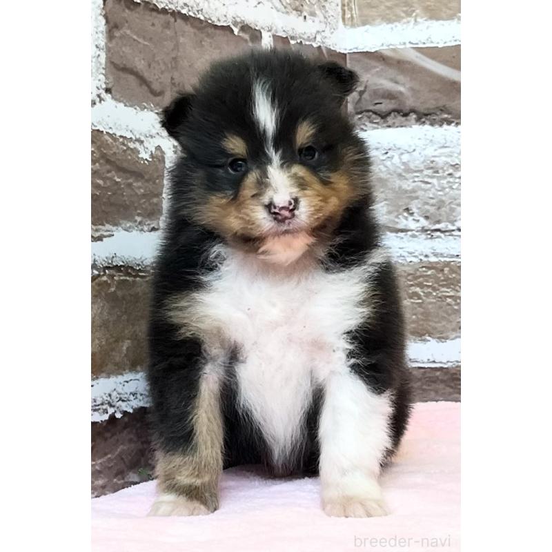 販売中の鹿児島県のシェットランドシープドッグ(シェルティ)-452782の3枚目