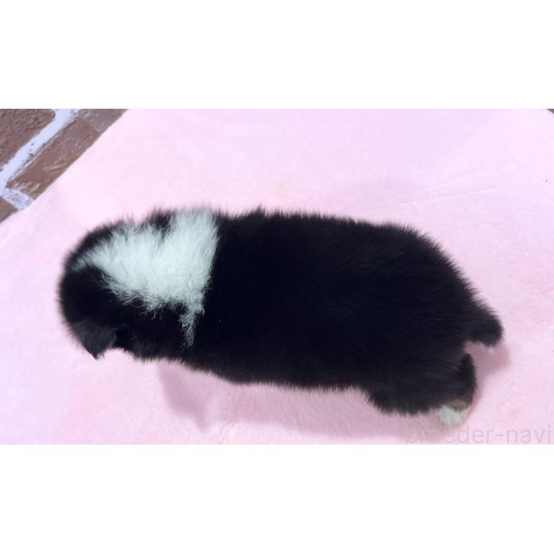 販売中の鹿児島県のシェットランドシープドッグ(シェルティ)-452782の2枚目