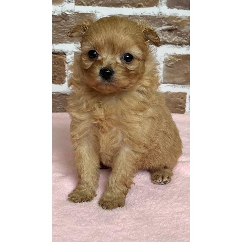 販売中の鹿児島県のミックス犬-452783