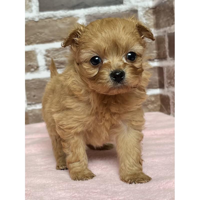 販売中の鹿児島県のミックス犬-452783の8枚目