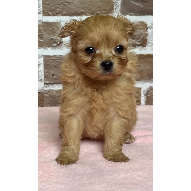 販売中の鹿児島県のミックス犬-452783の7枚目