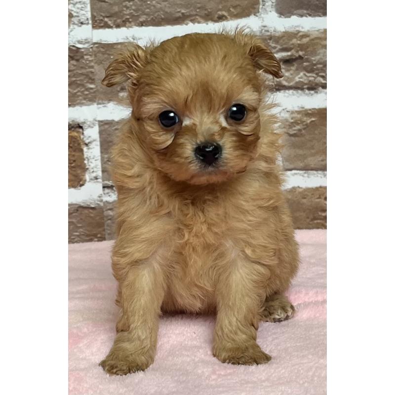 販売中の鹿児島県のミックス犬-452783の6枚目