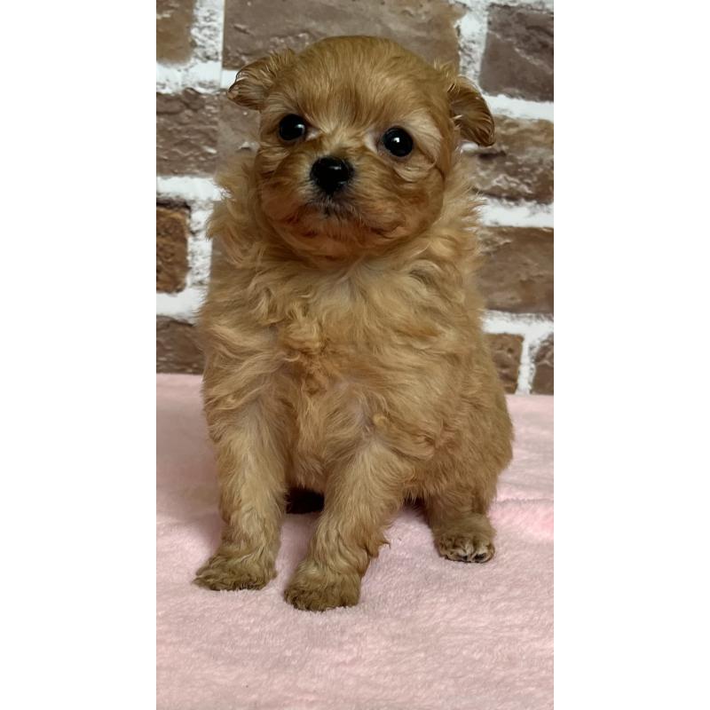 販売中の鹿児島県のミックス犬-452783の5枚目