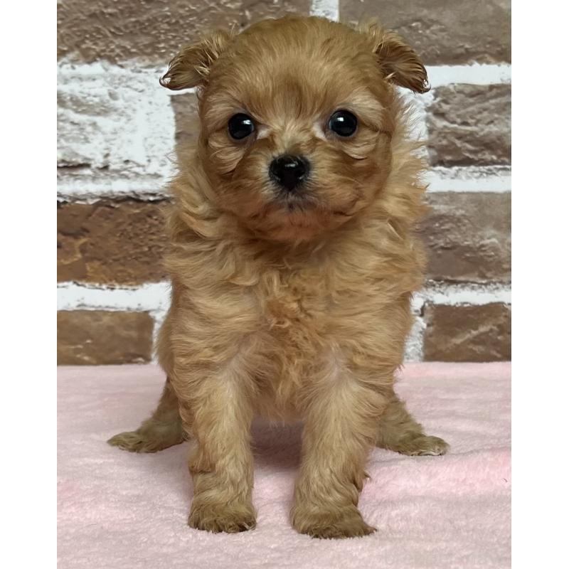 販売中の鹿児島県のミックス犬-452783の4枚目