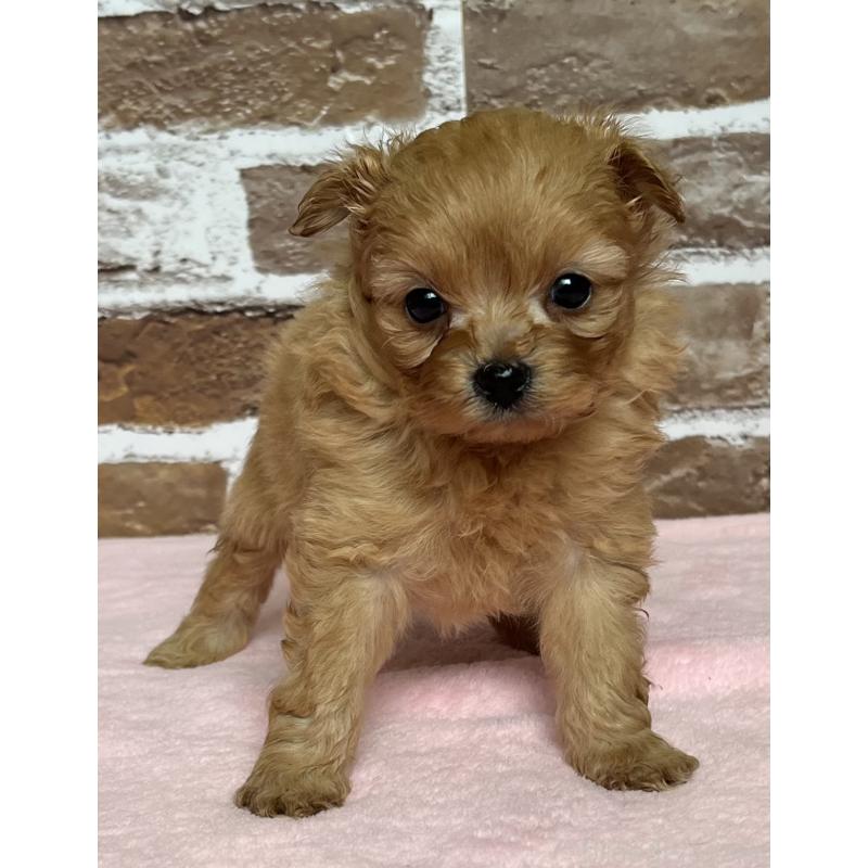 販売中の鹿児島県のミックス犬-452783の3枚目