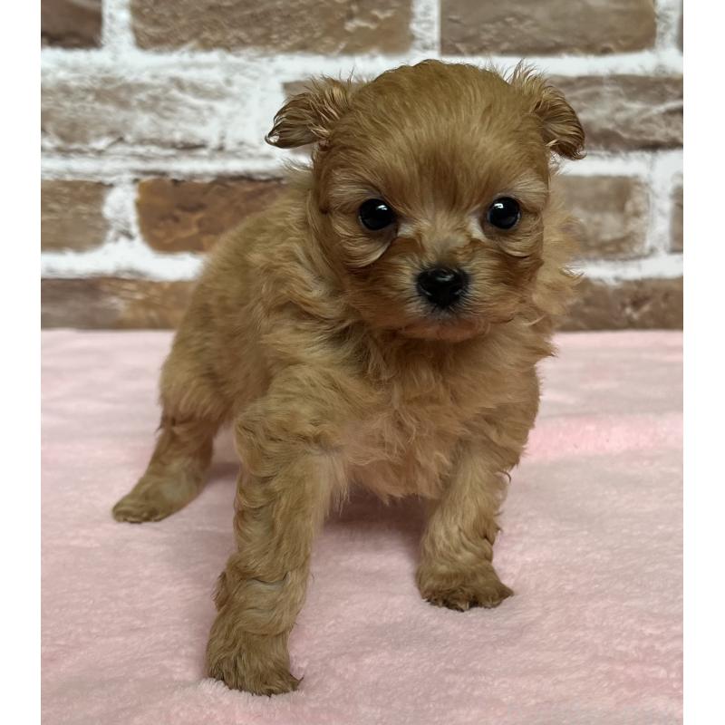 販売中の鹿児島県のミックス犬-452783の2枚目