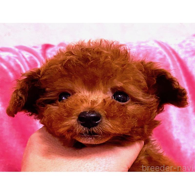 販売中の大阪府のタイニープードル-452785の5枚目