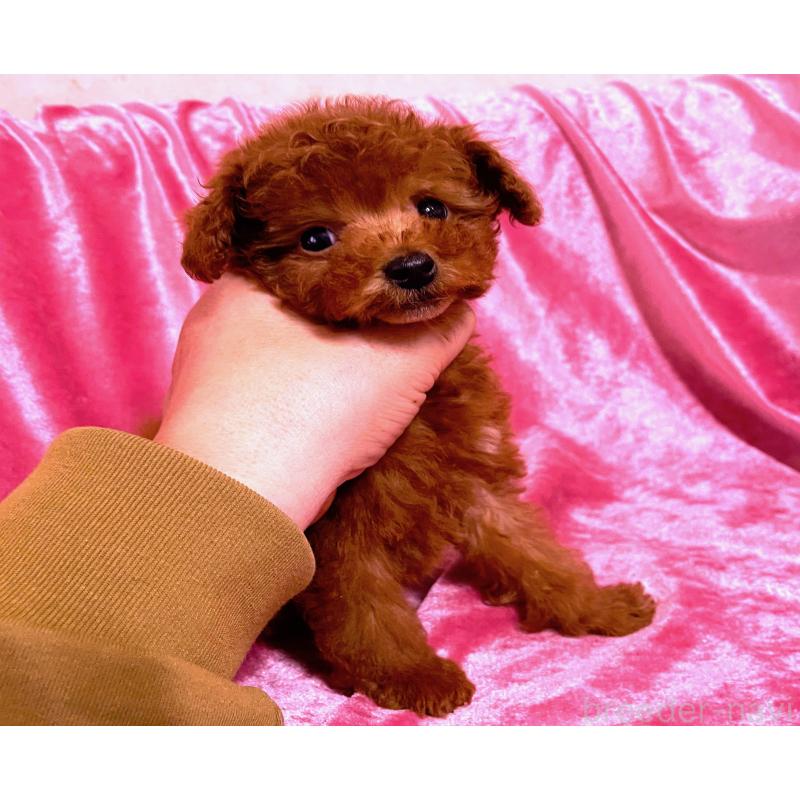 販売中の大阪府のタイニープードル-452785の4枚目