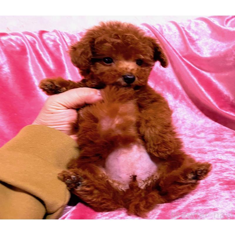販売中の大阪府のタイニープードル-452785の2枚目