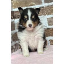 ♀︎シェットランドシープドッグ(シェルティ)