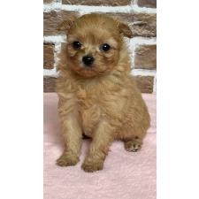 ♀︎ミックス犬