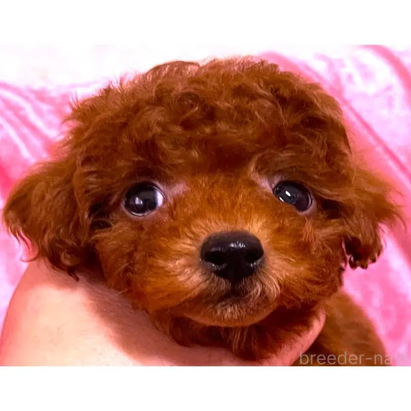 販売中の大阪府のタイニープードル-452784の5枚目