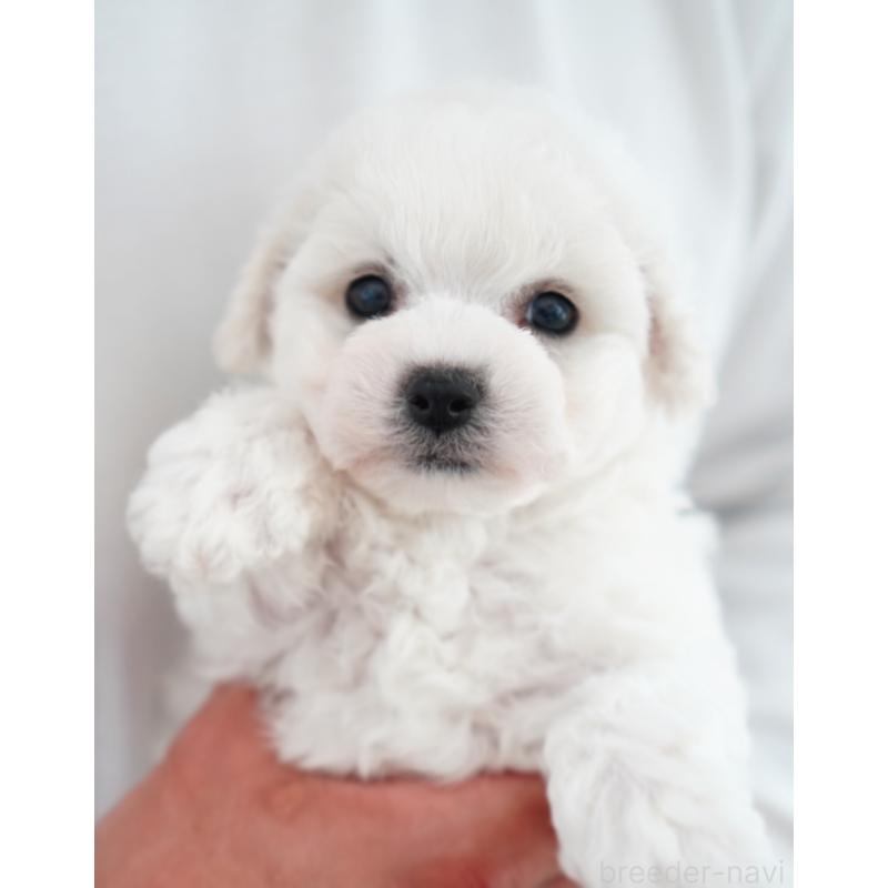 販売中の三重県のビションフリーゼ-452786の2枚目