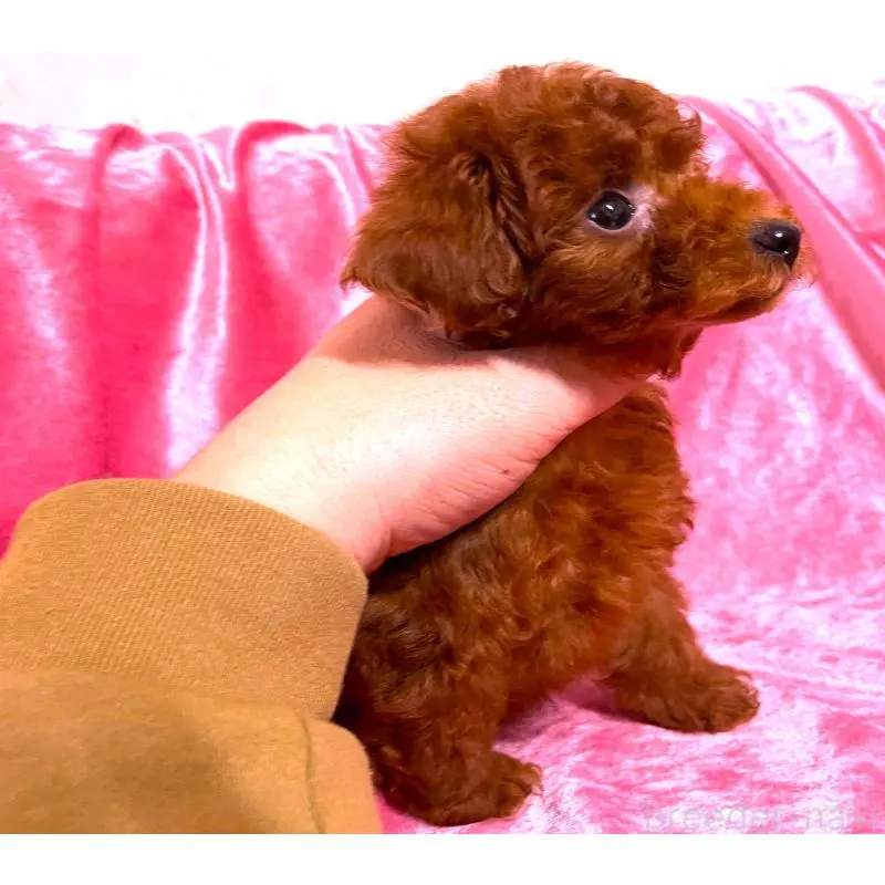 販売中の大阪府のタイニープードル-452784の4枚目