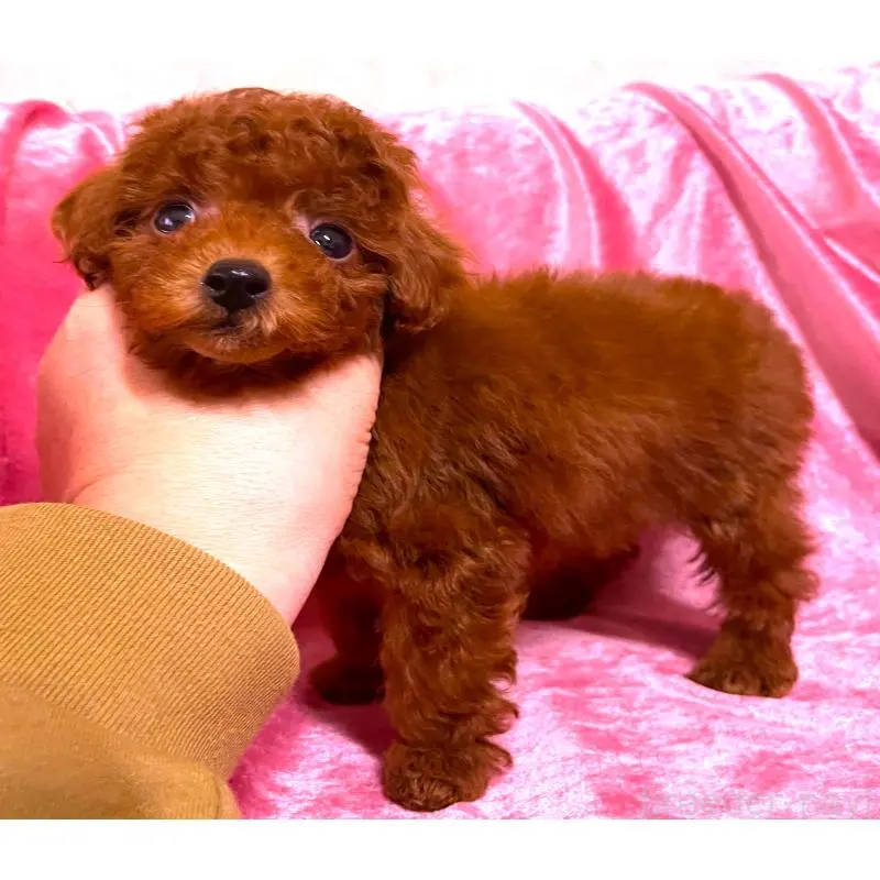 販売中の大阪府のタイニープードル-452784の3枚目