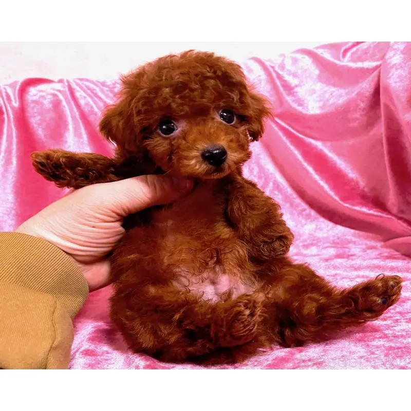 販売中の大阪府のタイニープードル-452784の2枚目