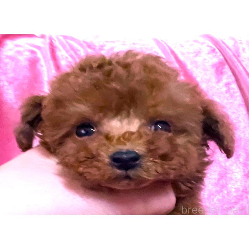 販売中の大阪府のティーカッププードル-452787の5枚目