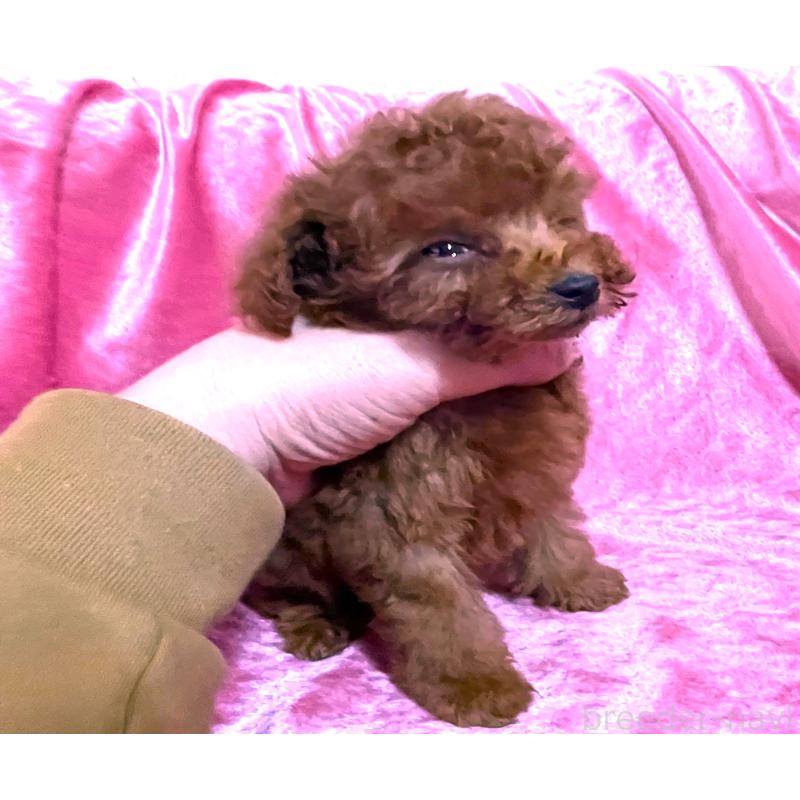 販売中の大阪府のティーカッププードル-452787の4枚目