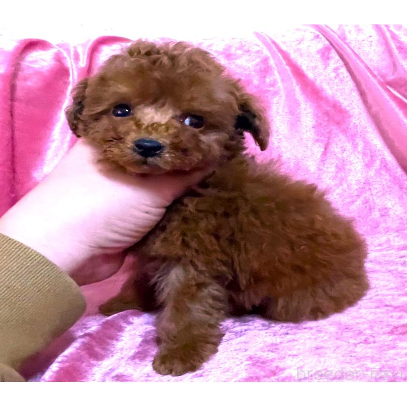 販売中の大阪府のティーカッププードル-452787の3枚目