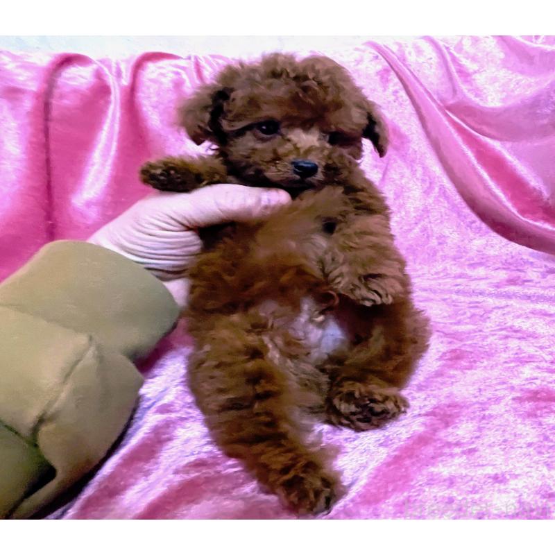 販売中の大阪府のティーカッププードル-452787の2枚目