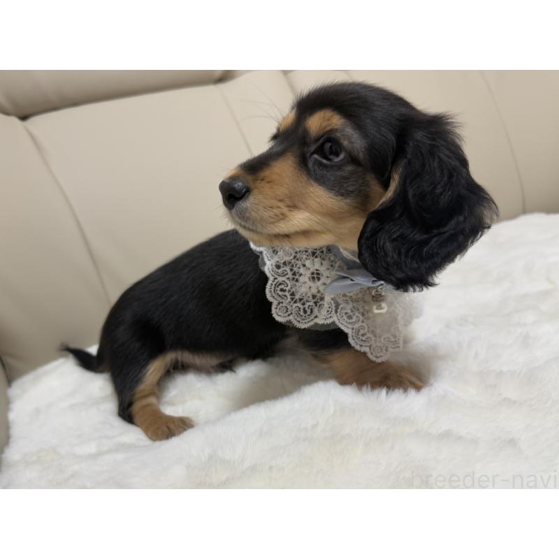 販売中の栃木県のミニチュアダックスフンド(ロングヘアード)-447053の2枚目