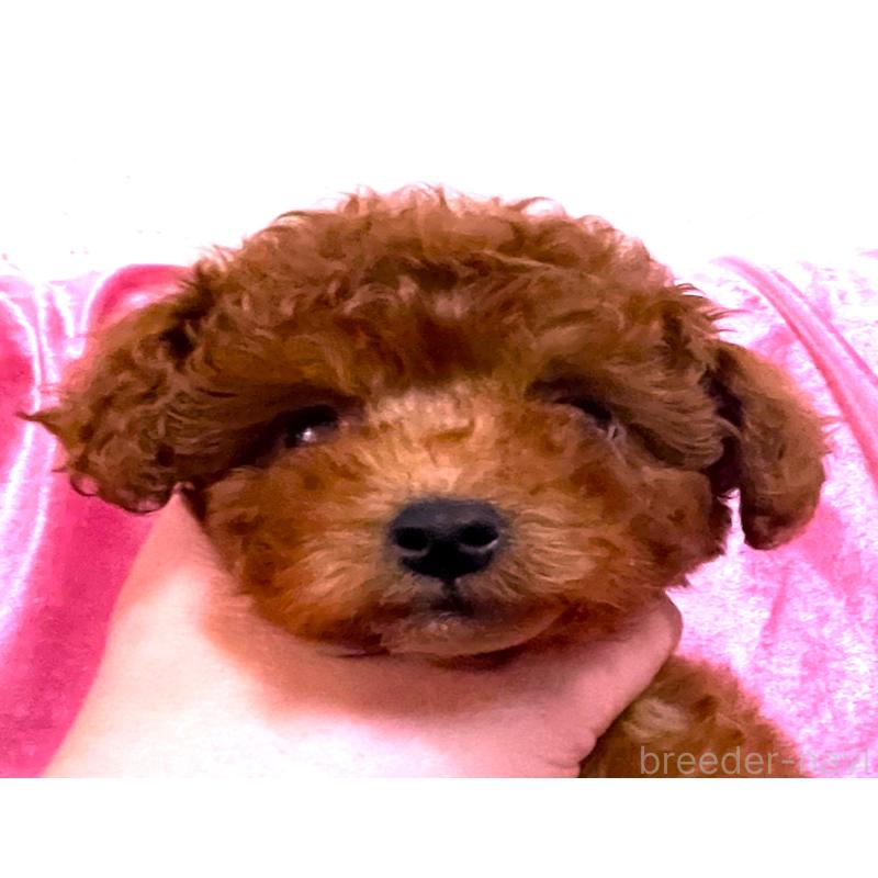 販売中の大阪府のティーカッププードル-452788の5枚目