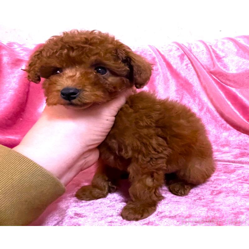 販売中の大阪府のティーカッププードル-452788の3枚目