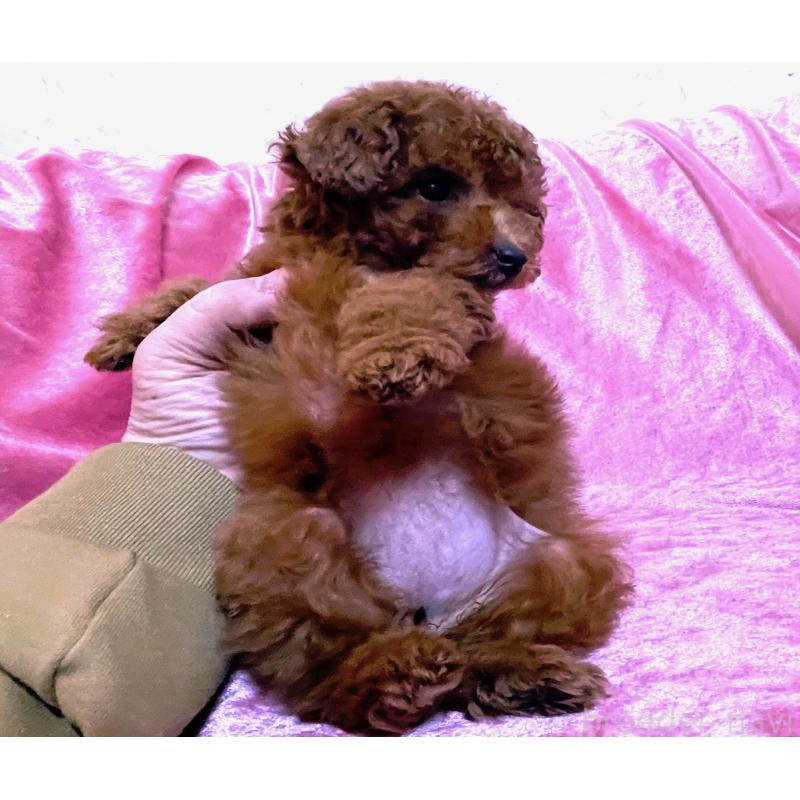 販売中の大阪府のティーカッププードル-452788の2枚目