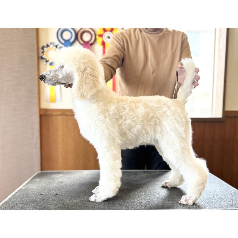 販売中の山梨県のスタンダードプードル-446463の2枚目