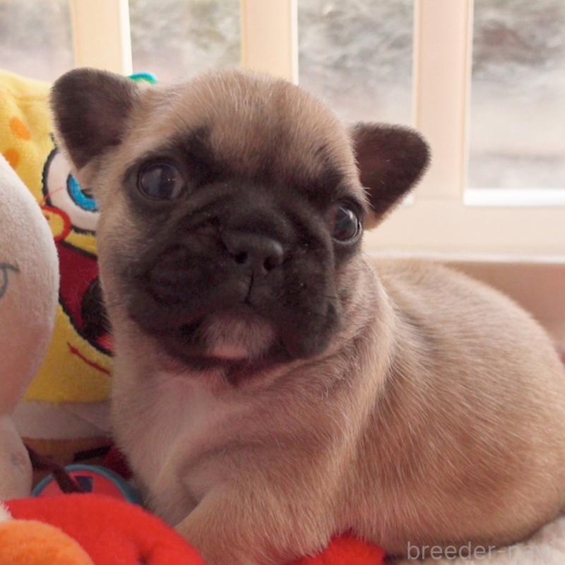 ♀︎フレンチブルドッグ