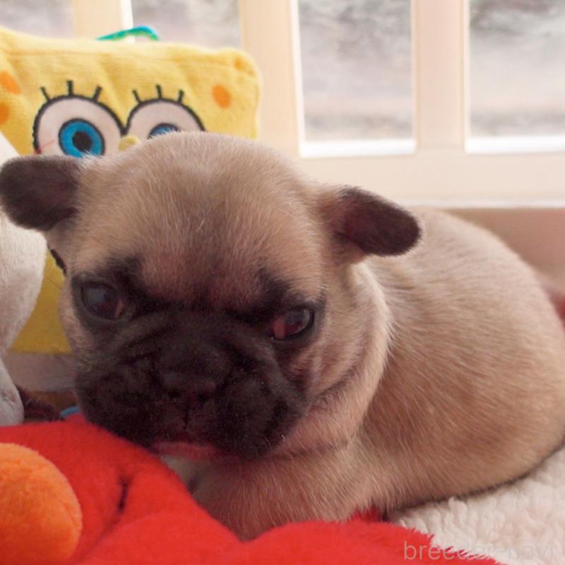 販売中の千葉県のフレンチブルドッグ-421518の2枚目