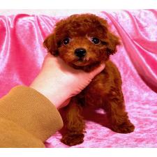 ♀︎タイニープードル