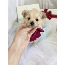 ♀︎ポメプー:ポメラニアン×トイプードル