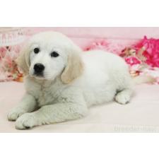 ゴールデンレトリーバーの子犬