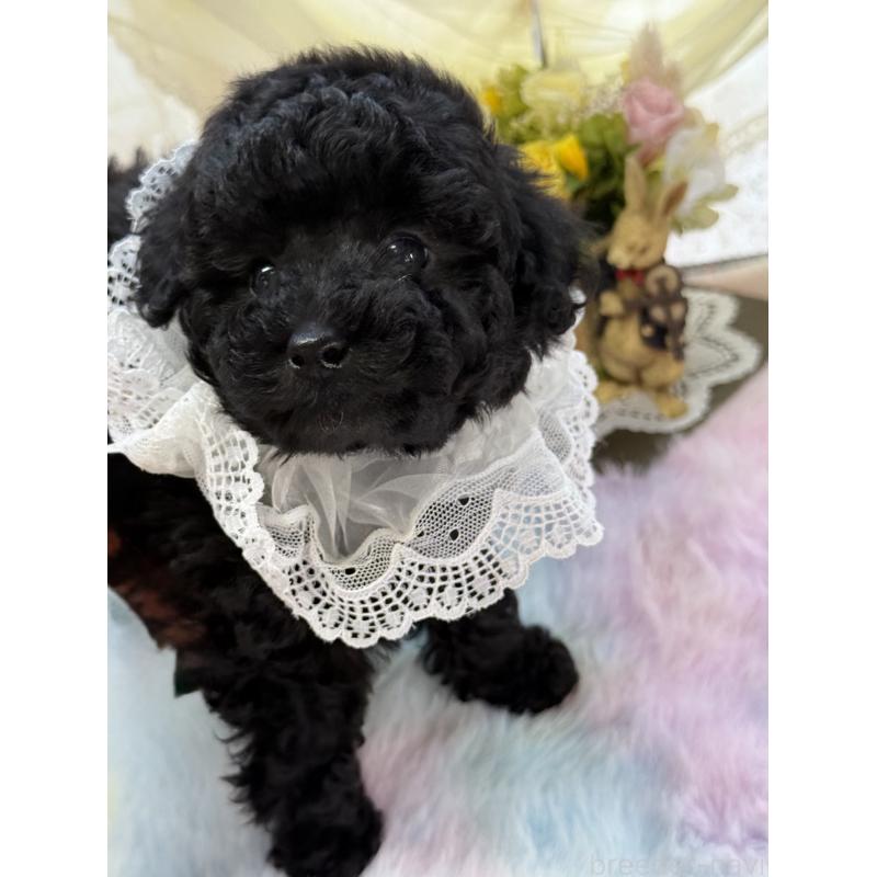 販売中の宮崎県のタイニープードル-450676の10枚目