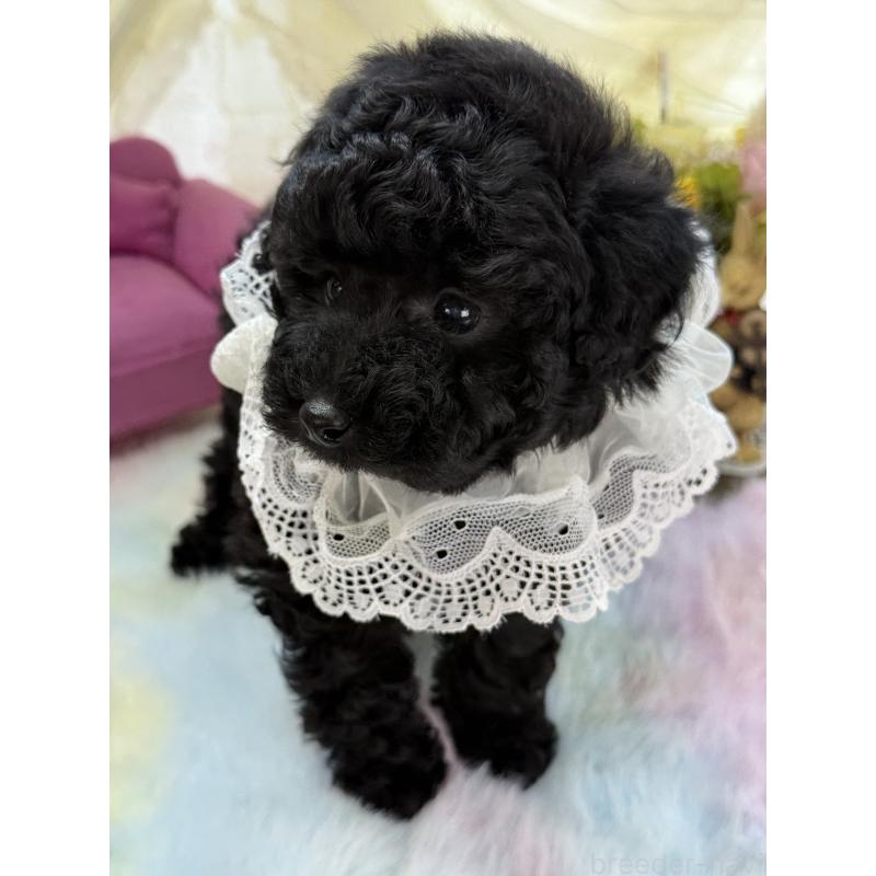 販売中の宮崎県のタイニープードル-450676の9枚目