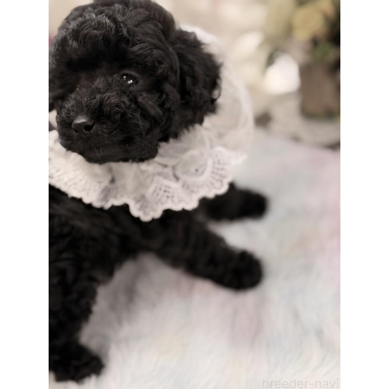 販売中の宮崎県のタイニープードル-450676の8枚目