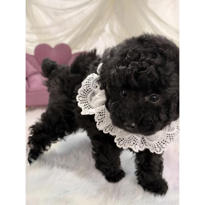 販売中の宮崎県のタイニープードル-450676の7枚目