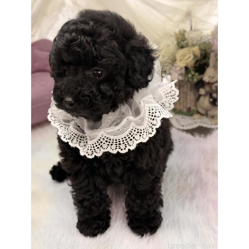 販売中の宮崎県のタイニープードル-450676の6枚目