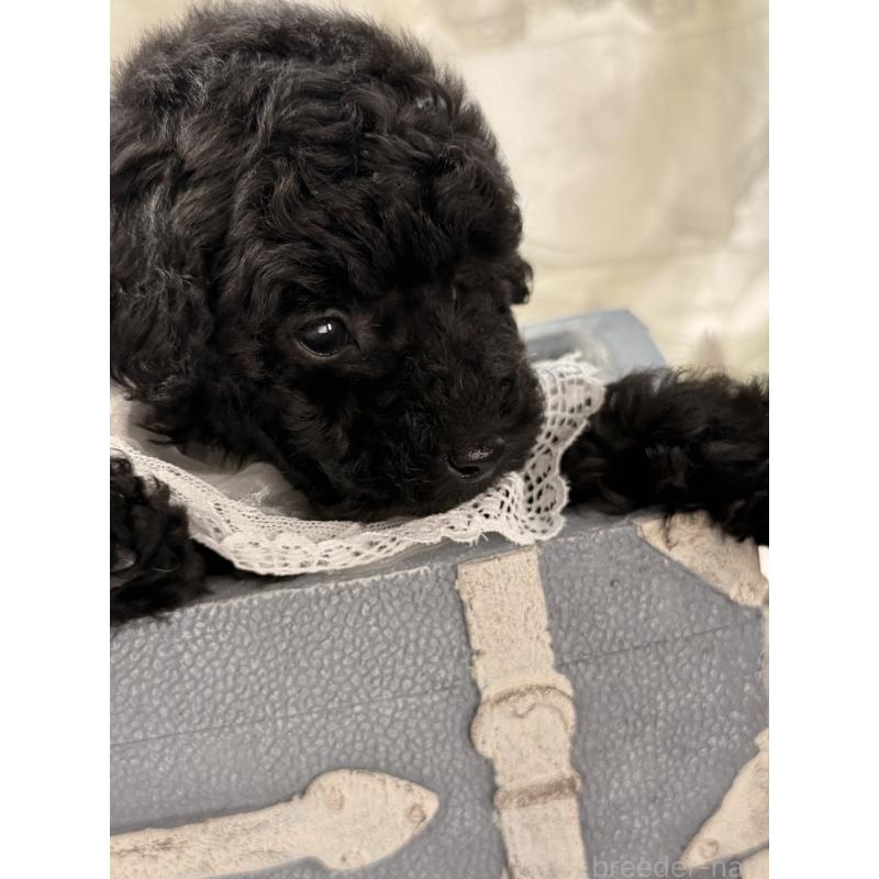 販売中の宮崎県のタイニープードル-450676の5枚目