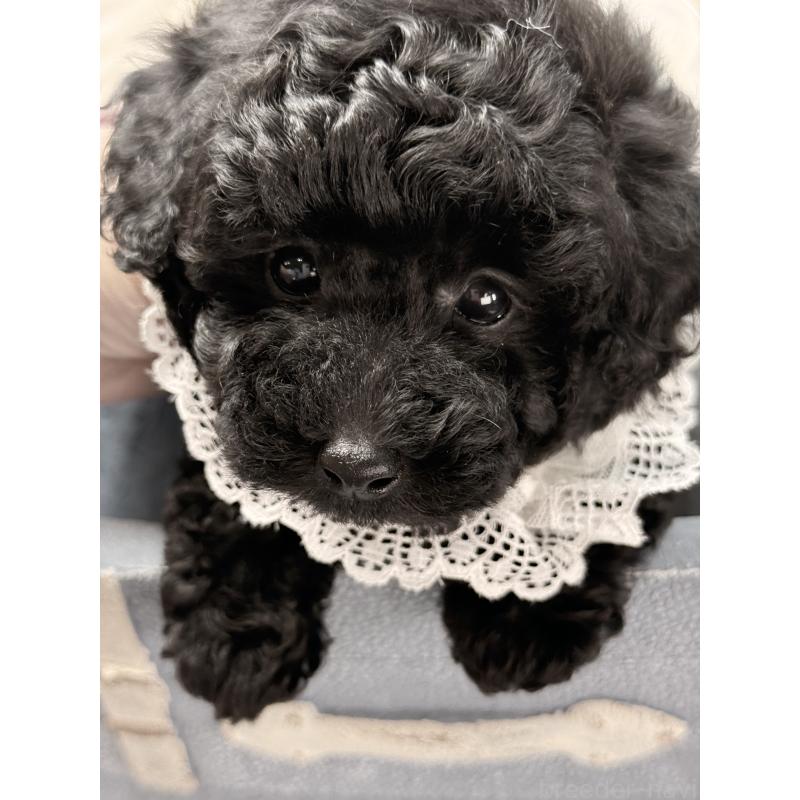 販売中の宮崎県のタイニープードル-450676の4枚目